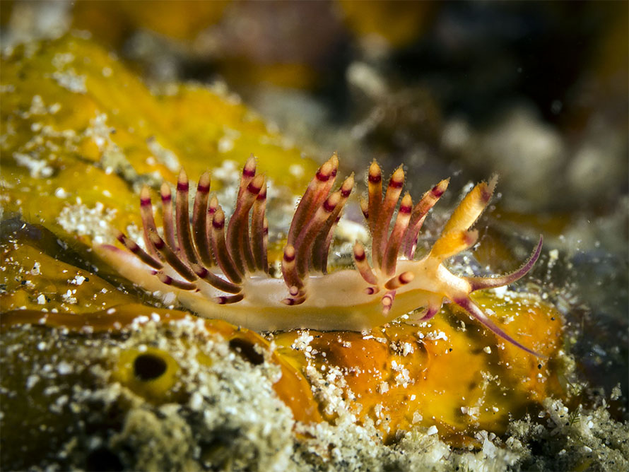 Coryphellina sp. E